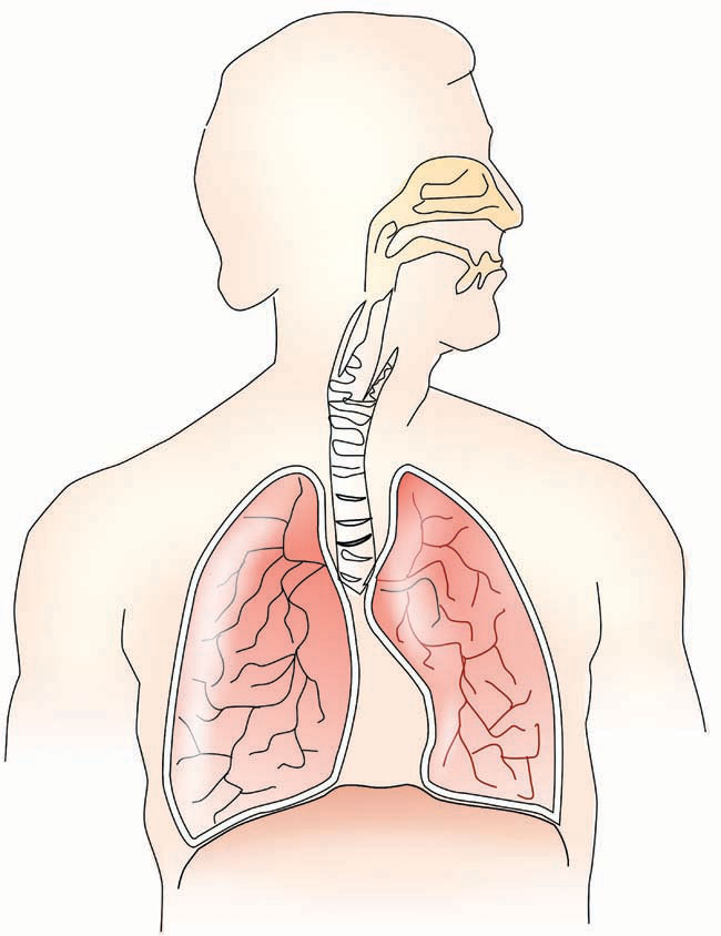 skeleton-lung